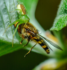 guêpe attaquée par une araignée 