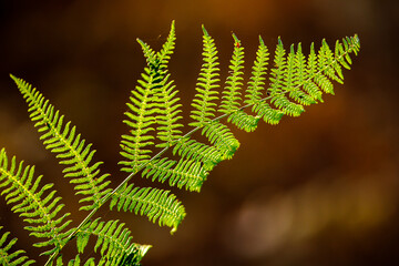 fern leaf in the forest