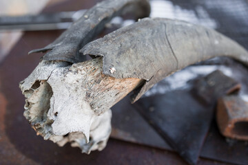 Animal horns close up view . Poacher  concept