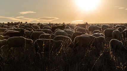 Iberian sheep grazing in a rural area of Madrid - obrazy, fototapety, plakaty