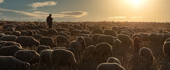 Fotobehang Shepherd and flock of sheep © Joe McUbed