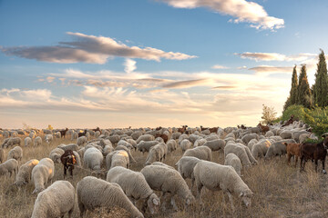 Herd of sheep and goats on the transhumance passing through Madrid