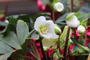 Flowers blooming on a Helleboris plant during Christmas