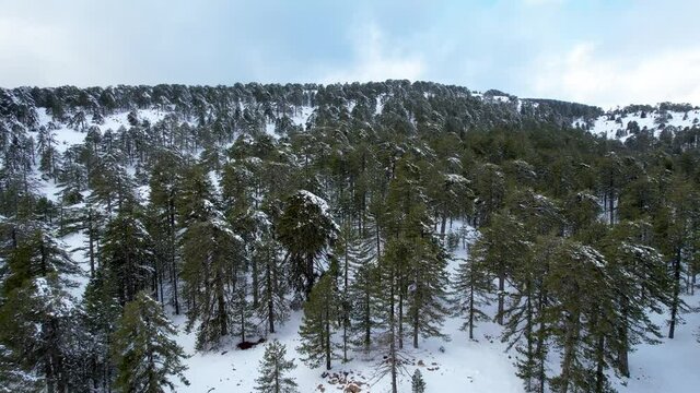 Aerial drone view of winter snowy forest landscape with treetops covered in snow. Troodos Cyprus Cyprus