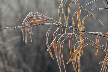 Fototapeta Żółte liście w zimie zamrożone przez mróz.  obraz
