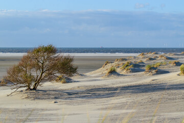 Spaziergang am Sandstrand der Nordseeinsel Borkum mit seinem gesunden Reizklima. Einzelner Baum vom...