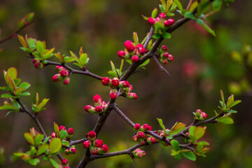 red flower buds on the branches