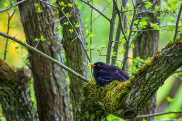 bird on a tree