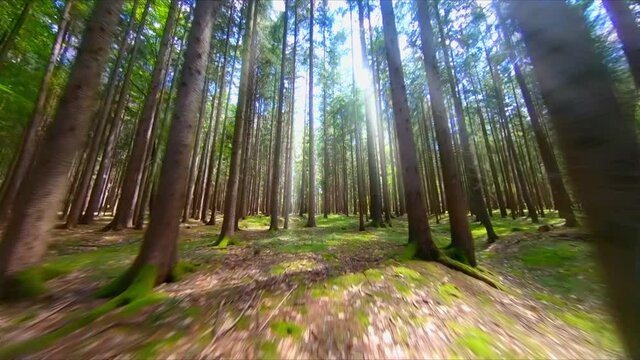 Magic wood forest light rays backlight slow stable fpv drone aerial footage