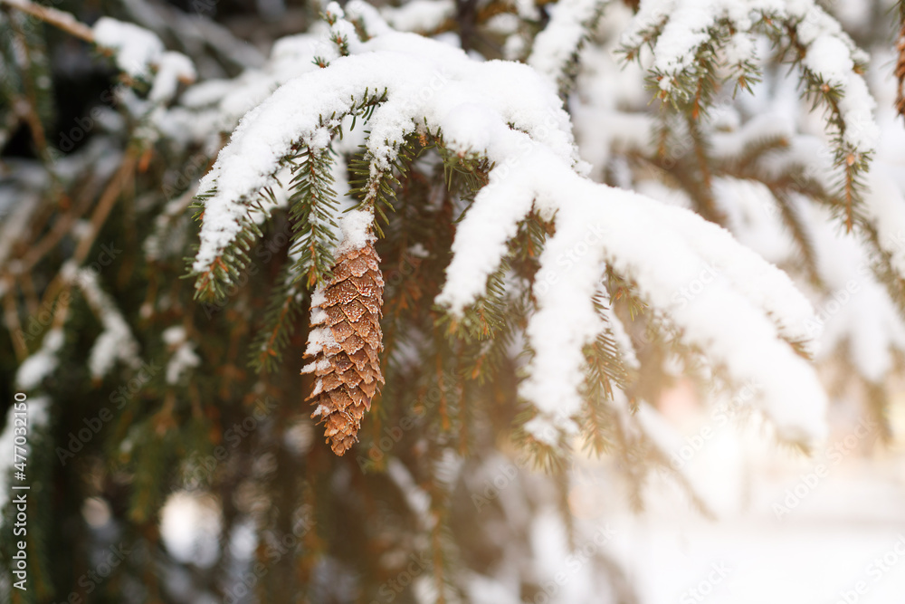 Poster branches of a christmas tree with cones covered with snow