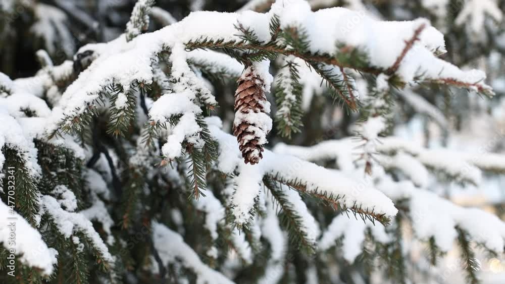 Poster branches of a christmas tree with cones covered with snow