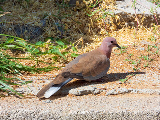 Laughing Dove, Spilopelia senegalensis, on the ground