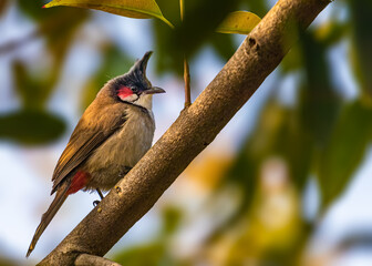Red Whiskered Bulbul on a tree