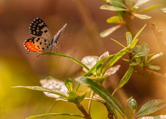 Red Pierrot on a plant