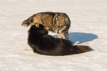 Two Malamute dogs play on the snowy ice of Lake Baikal on a clear winter day - 477033173