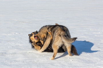 Two Malamute dogs play on the snowy ice of Lake Baikal on a clear winter day - 477033180
