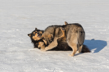 Two Malamute dogs play on the snowy ice of Lake Baikal on a clear winter day - 477033183