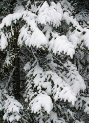 Fototapeta na wymiar 534-15 Hemlock Snow