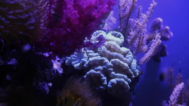 Caulastrea curvata trumpet coral frag colony macro shot, organism heads in nano reef marine aquarium under powerful circular current, healthy and active animals in actinic blue light