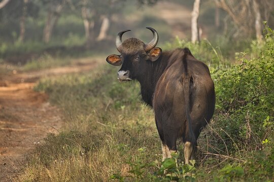Indian Gaur or Bison at Bandipur National Park with beautiful background 