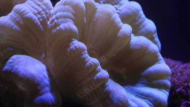 Caulastrea curvata trumpet coral head macro shot, close-up organism frags under powerful circular current of nano reef marine aquarium, healthy and active animals in actinic blue light