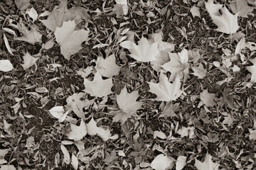 Autumn leaves, horizontal photo in brown tones. Fallen leaves for publication, screensaver, wallpaper, postcard, poster, banner, cover, title for a website. Artistic high quality photography