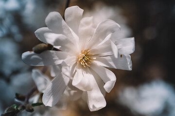 Big white magnolia bud photo, close-up. White flowering blossom of white star magnolia stellata on...