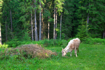 Obraz na płótnie Canvas Cow grazing in spruce forest. Ukraine, Carpathians.