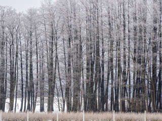 Poland, Mazury, wieś. pole, łąka, drzewa, zima, kolor, czarnobiałe, pejzaż, las, 