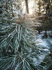 Tło choinka © Monika Janiak-Klicha