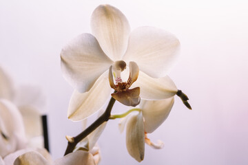 Fototapeta na wymiar Orchid flowers on white background, top view. Bloom phalaenopsis orchid for poster, calendar, post, screensaver, wallpaper, postcard, card, banner, cover, header for website