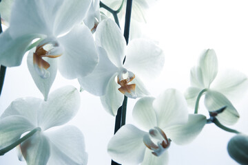 Fresh orchids flowers on white background, close up. Phalaenopsis orchid flowers background for...