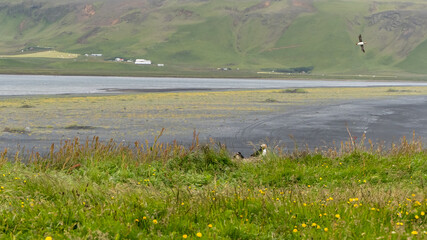 View of the beautiful Puffins  -Fratercula- in the natural environment in Iceland
