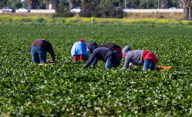 A group of migrant workers picking in a field
