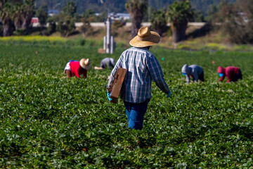Farm worker in straw hat walking with box in strawberry field