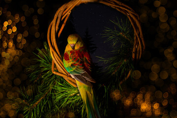 New Year's colorful parrot