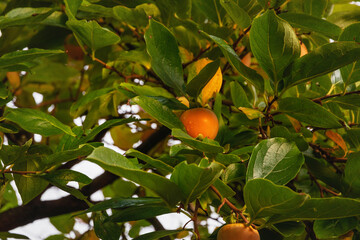 Persimmon fruits ripened on a tree. The bright orange persimmon on the tree is an organic fruit in the orchard. Persimmon fruits on branches with green foliage.