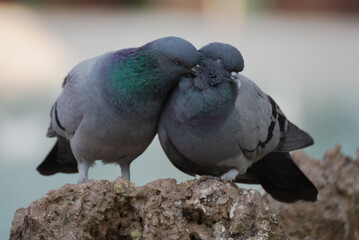pigeon in the park