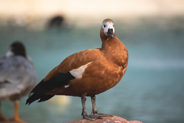 golden duck