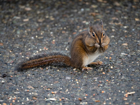 Close Up of Chipmunk With Food Stuffed in its Cheeks