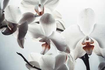 White orchids flowers on white background, close up. Phalaenopsis orchid flowers background for...