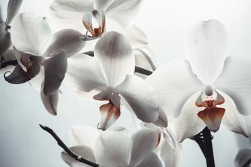  White orchids flowers on white background, close up. Phalaenopsis orchid flowers background for poster, calendar, post, screensaver, wallpaper, postcard, card, banner, cover, header for website © vveronka