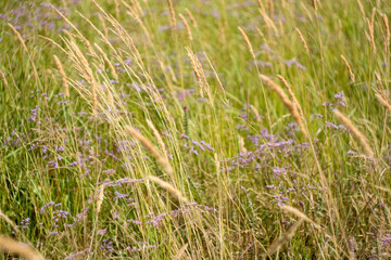 Grass field waving in the wind from right to left, selective focus. Nature texture for design or project. Summer meadow background for post, screensaver, wallpaper, banner, poster, cover, header
