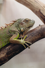 iguana on a branch
