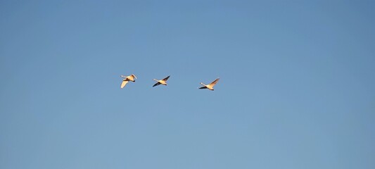 Drei fliegende Wildgänse