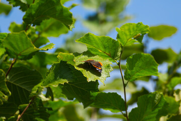 Red admiral butterfly (Vanessa Atalanta) perched on green leaf in Zurich, Switzerland