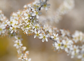 Fototapeta na wymiar Blühener Schlehdorn, Prunus spinosa, im Frühling