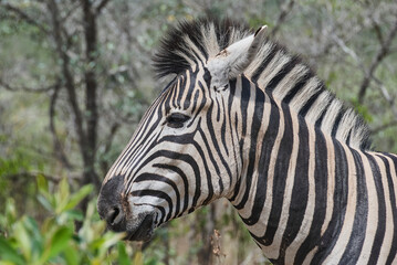 Fototapeta na wymiar Plains Zebra standing in thick bush
