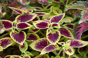 Coleus scutellarioides nettle leaves in Wasserturm garden Mannheim Baden Wurttemburg Germany