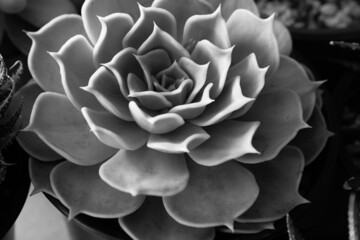 Black and white succulent rosette, top view. Large echeveria flower in pot for poster, calendar, post, screensaver, wallpaper, card, banner, cover, copy space for your design or text. Photo